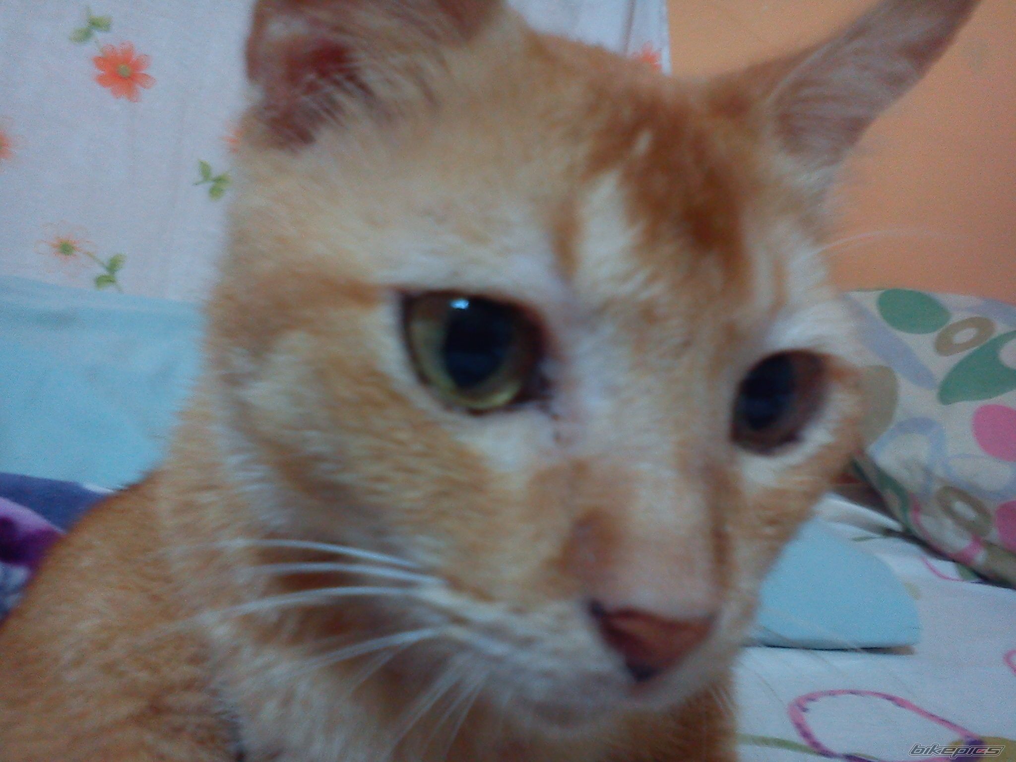 Photo 2413553