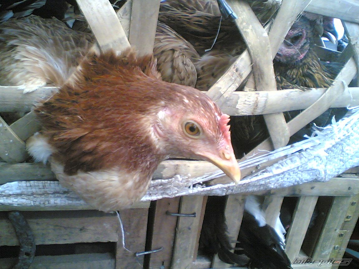 Photo 2590947